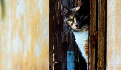 Лаз для кошки в двери своими руками — вход в дом для кошек